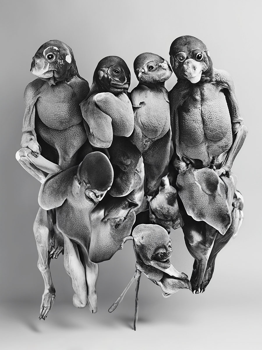 AI generated Bandphoto for Sc'ööf